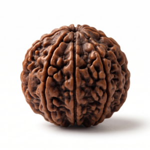 8 Mukhi Rudraksha